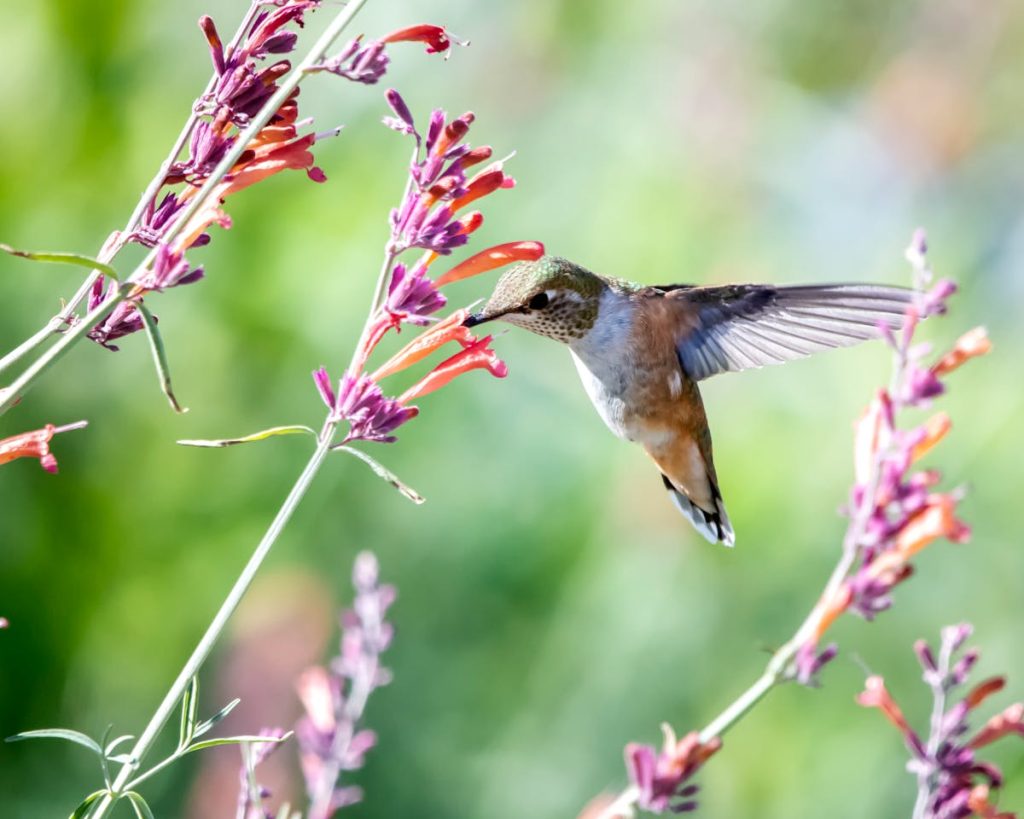 12 Fascinating Facts About Hummingbird Moths